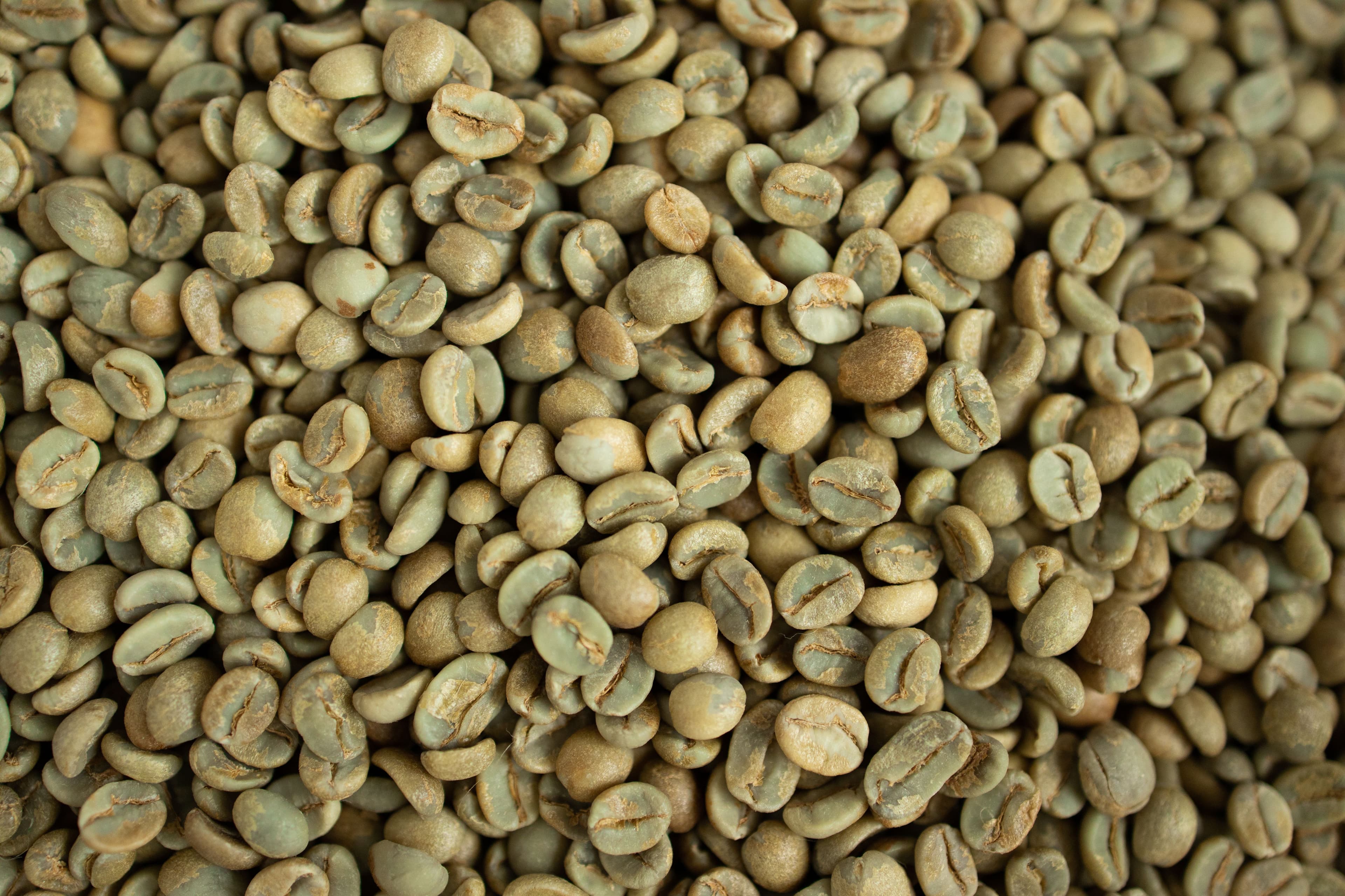 Cherry Robusta